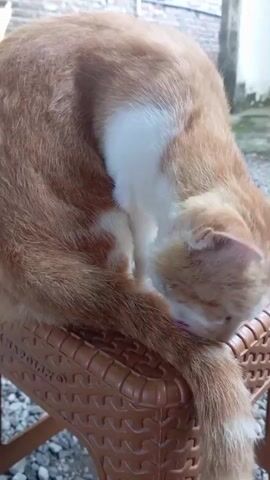 An orange and white tabby cat is the main subject, seen grooming itself. The cat is seated on a brown plastic stool with a woven texture, and the word "NAPOLIN" is visible on its side. The cat is intently licking its tail, which extends down from the stool. The setting appears to be outdoors, with a ground covered in gravel or small stones. In the background, a light-colored brick wall is visible, along with what looks like metal piping or a fence. The lighting suggests it is daytime.