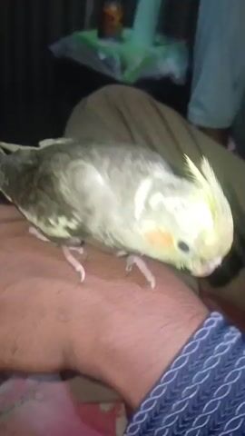 A cockatiel bird with gray and yellow feathers is perched on a person's arm. The bird is looking down and appears to be preening or pecking at the arm. The person's arm is visible from the elbow down to the wrist, and they are wearing a dark blue shirt with a white pattern around the cuff. The background is out of focus, but appears to be indoors with some items on a surface.