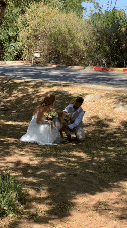 Newlyweds pause wedding photos to pet dog in Israel