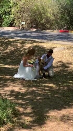 Newlyweds pause wedding photos to pet dog in Israel