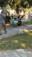 Folk procession and street life converge in Budva on a summer afternoon
