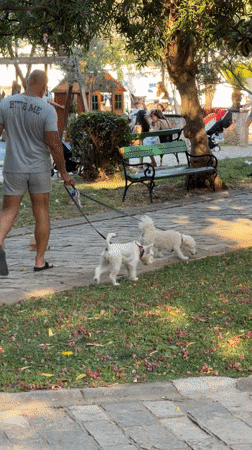 Folk procession and street life converge in Budva on a summer afternoon