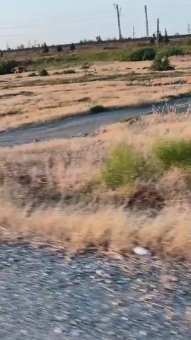 The video displays a view from a moving vehicle, likely a train or car, traveling through a rural landscape. The foreground shows a rough, gravelly surface, suggesting a road or tracks. Beyond this, a field of dry, golden grass stretches into the distance, dotted with sparse green bushes and trees. In the background, power lines and pylons are visible, indicating the presence of infrastructure. The sky is clear and blue. The movement of the vehicle creates a blurred effect, particularly in the foreground and on the vegetation, emphasizing the speed of travel. There are no people visible in the video.
