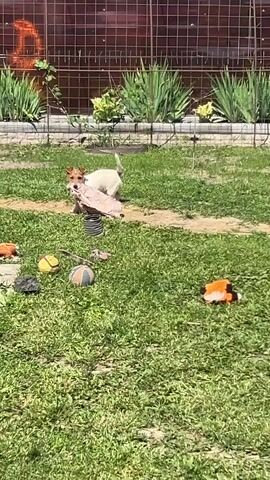 A small, tan and white dog is in the center of a grassy yard, carrying a beige blanket in its mouth. The dog is standing on a circular, brown and black object, possibly a toy. Several toys are scattered on the grass around the dog, including a yellow ball, a striped ball, a gray rock, and two orange fox-shaped toys. A wire fence with a brown, translucent covering is in the background, with green plants growing in front of it. The ground is covered in green grass and some paved areas. The lighting suggests it is daytime.