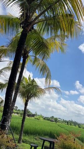A low-angle, still shot depicts a tranquil scene with palm trees swaying against a bright blue sky dotted with fluffy white clouds. In the foreground, two tall palm trees with dark, textured trunks are visible, their fronds casting dappled sunlight. A smaller palm tree stands slightly behind them. Below the trees, a simple black table and two small stools rest on the grassy ground. Beyond the trees, a lush green rice field stretches into the distance, with a few scattered houses visible on the horizon. A bird flies in the sky for a moment. The scene exudes a sense of calm and tropical beauty.