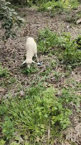 A sheep is in a wooded area with leafy plants and debris on the ground. The sheep appears to be eating. A black object, possibly another animal, is partially visible in the bushes to the right of the sheep.