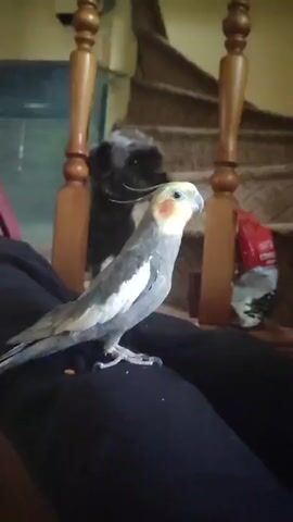 A cockatiel is perched on a person's lap in front of a staircase. A small black dog is visible in the background on the stairs. The scene is indoors, with wooden banisters and carpeted stairs.