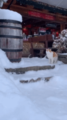 Cat walks through snowy outdoor seating area in Zakopane