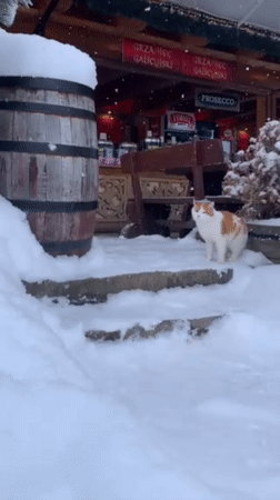 Cat walks through snowy outdoor seating area in Zakopane