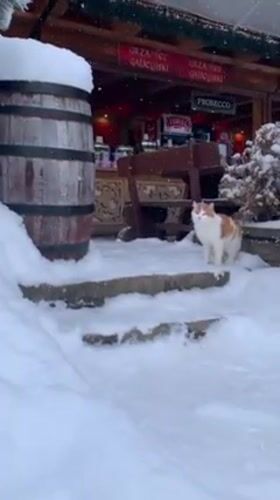 Cat walks through snowy outdoor seating area in Zakopane