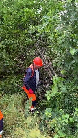 The video shows two individuals in a wooded area. The person in the foreground is wearing an orange hard hat, a reflective orange vest over a dark jacket, and orange pants. They are holding a long wooden stick and appear to be pushing branches aside. The second person, partially visible behind the first, is also wearing an orange hard hat and a reflective orange vest over a dark jacket, and orange pants. They are in a clearing amongst dense green foliage and trees. The ground is covered with grass and undergrowth. The activity appears to be manual clearing or maintenance of the vegetation.