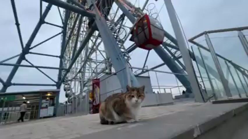 The video shows a calico cat sitting on a ledge in front of a Ferris wheel. The cat looks at the camera, then walks along the ledge. The Ferris wheel is behind the cat, and its gondolas are visible. There is a person standing near the entrance to the Ferris wheel in the background. The sky is overcast.