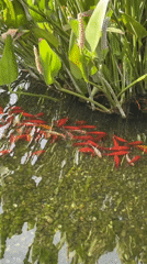 Koi ponds, dogs, and modernist towers in Milan's Porta Nuova