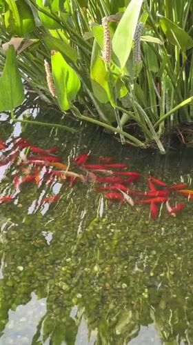 Koi ponds, dogs, and modernist towers in Milan's Porta Nuova