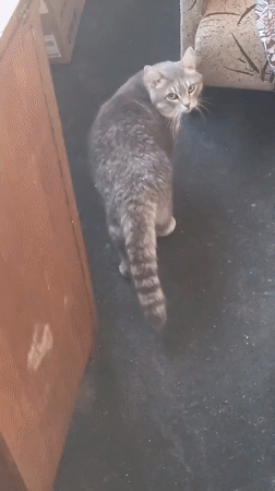 Grey tabby cat at home in Oskemen, with everyday apartment scenes