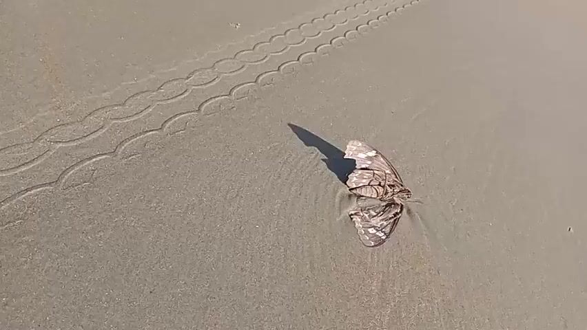 A motionless butterfly with patterned wings rests on damp sand, casting a shadow to its left. Wavy tire tracks are visible in the sand behind the butterfly. The scene is shot from a high angle.