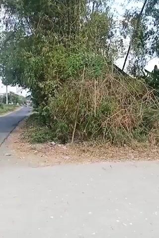 A dirt road curves past vegetation, including bamboo. The road then transitions to a wider dirt path with piles of debris on the side. Beyond the path is a field with more piles of debris, grass, and some scattered plastic trash. The sky is overcast.