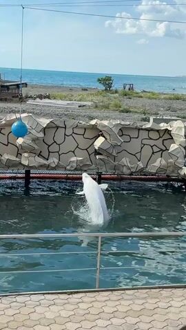 A white beluga whale surfaces from the left and hits a hanging blue ball with its head, then submerges. Two pink octopi and a green turtle adorn the wall. The sea and the beach are visible in the background.