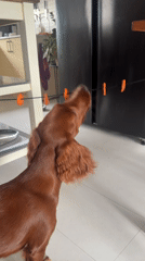 Irish Setter plays with toy string in Thai kitchen