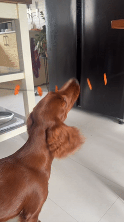 Irish Setter plays with toy string in Thai kitchen