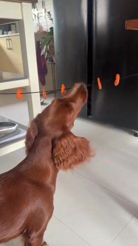 Irish Setter plays with toy string in Thai kitchen