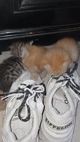 The video shows three kittens on a pair of white sneakers. One kitten is on the left, a tabby and white. Two orange kittens are on the right. All three kittens are facing down and appear to be sniffing or licking the sneakers. The sneakers have black and white laces. The background is dark and out of focus, but suggests an indoor environment near a doorframe. The lighting is dim.