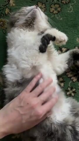 A person's hand is shown petting a cat's fluffy belly. The cat is lying on its back on a green rug with a floral pattern. The cat appears relaxed and is looking upwards. The person's hand is visible in the center of the frame, gently stroking the cat's fur. The cat has white and grey fur with some darker patches. The rug has a repeating pattern of green leaves and brown floral shapes. The lighting is dim and natural.