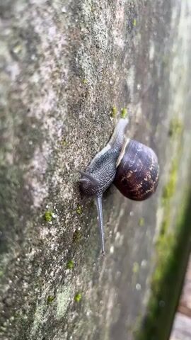 The video shows a snail moving up a textured concrete surface, which is mottled with shades of gray and green, possibly due to lichen or moss growth. The snail's body is gray and glistening, and it has two extended antennae. Its shell is round, brown, and patterned with darker markings. The background is slightly out of focus, suggesting a shallow depth of field. There is indiscernible speech.