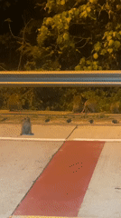 Monkeys spotted near road at night in Ban Haad Rin
