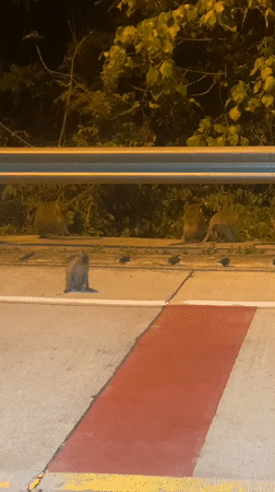 Monkeys spotted near road at night in Ban Haad Rin