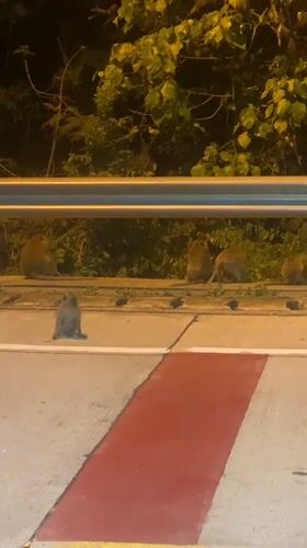 Monkeys spotted near road at night in Ban Haad Rin