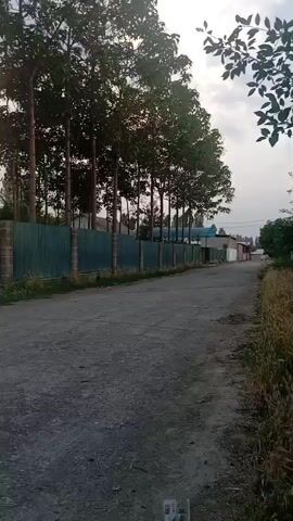 The video shows a dusty, unpaved road lined with tall trees on the left. A green metal fence runs along the property behind the trees. Beyond the fence, there are some buildings and structures, including what appears to be a factory or industrial area. The sky is overcast. On the right side of the road, there is dry grass and foliage. The camera is stationary and pointed down the road, creating a sense of looking into the distance. There are no people or animals visible in the frame.