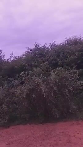 The video shows a time-lapse of a roadside scene. The foreground is a dirt road with a reddish-brown hue. Behind the road is a dense collection of green bushes and trees. The sky above is a pale, purplish-grey, suggesting it might be overcast or dusk. The trees are varied in height and density, with some taller trees with dark foliage appearing further back. The overall impression is a rural or undeveloped landscape. There are no people or animals visible in the video, and no specific actions are taking place beyond the passage of time, as indicated by the changing light or subtle shifts in the foliage.