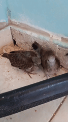 Fledgling doves in and around a rustic Pematang Jaya compound