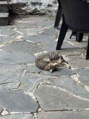Morning cat sighting and cafe visit documented in Zlatograd