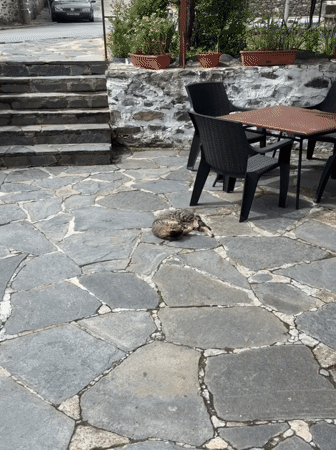 Morning cat sighting and cafe visit documented in Zlatograd
