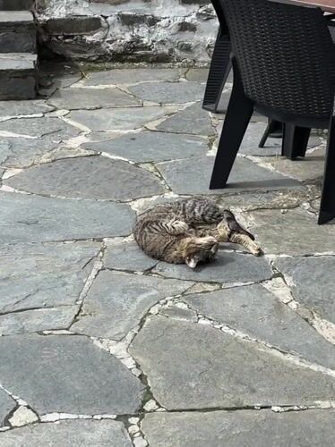 Morning cat sighting and cafe visit documented in Zlatograd