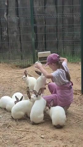 A young girl wearing a purple hat and pink pants kneels on the dirt ground in an outdoor enclosure. She is holding a clear plastic cup in her right hand and appears to be feeding it to a group of white rabbits. Several rabbits are gathered around her, some standing on their hind legs to reach the cup. The enclosure has a wooden fence in the background and a green metal fence in the foreground. The ground is covered in dirt and some dry grass. The lighting suggests it is daytime.