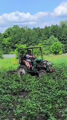 A man drives a small green tractor through a field of green plants. A young person sits on the left side of the tractor, behind the driver. The tractor has a metal frame and a green engine cover. The field is surrounded by trees and a fence. The sky is blue with some white clouds. The tractor appears to be tilling the soil.