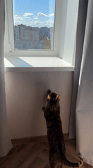 Bengal cat's morning routine documented in urban apartment