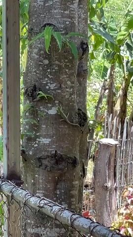 The video shows a tree trunk with a green lizard clinging to it. The tree is light gray with patches of lichen, and small green shoots are growing from the trunk. A chain link fence runs along the bottom of the frame, partially obscuring the base of the tree. Behind the tree, there is a small wooden post and various green plants, including what appears to be a banana plant.