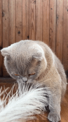 Close-up portrait series of a fluffy gray Scottish Fold cat