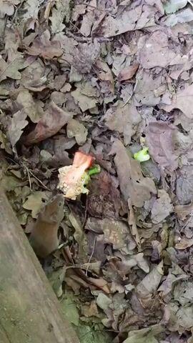 The media file shows a close-up, overhead view of a piece of fruit, possibly a strawberry, lying on a bed of fallen autumn leaves. The fruit is partially eaten, with its flesh exposed and appearing somewhat wilted. To the right of the main piece of fruit, there are two small, bright green sprouts or remnants of another fruit, possibly also eaten. The surrounding ground is covered in a thick layer of dry, brown oak leaves, indicating an outdoor setting in a wooded area. A section of a weathered wooden plank or log runs along the left edge of the frame. The lighting suggests it is daytime, with no specific time of day or weather conditions discernible. The scene is devoid of people and conveys a sense of decay and the natural decomposition process. No visible text is present in the media file.