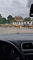 Woman with teddy bear delayed by sheep crossing in Bulgaria