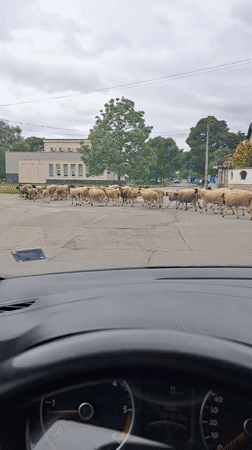 Woman with teddy bear delayed by sheep crossing in Bulgaria
