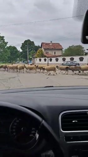 Woman with teddy bear delayed by sheep crossing in Bulgaria