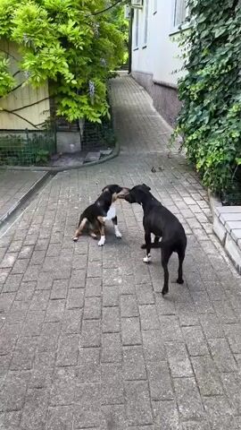 Two dogs, one smaller and brown and white, the other larger and black, interact on a paved walkway. The smaller dog is initially sitting, then gets up and appears to be nudging the larger dog's nose. The larger dog stands facing the smaller dog. The walkway is surrounded by lush green foliage and a building.