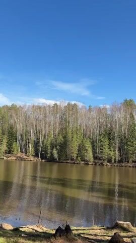 The video opens with a wide shot of a tranquil lake or pond, its surface reflecting the surrounding landscape. The opposite bank is densely covered by a forest, featuring a mix of tall, slender birch trees, mostly bare, and dark green coniferous trees, possibly pines and spruces. The sky above is a clear, bright blue with a few scattered white clouds, indicating a sunny day.

The camera then pans upwards, revealing the full height of several majestic pine trees with their distinctive reddish-brown trunks and green needles, framing the blue sky. The camera continues to pan right, moving through the canopy of these towering trees. As it descends, several small, dark-colored cabins with sloped roofs become visible, nestled amongst the tall pines. These cabins appear to be on stilts or raised platforms, surrounded by grassy or natural ground cover. The sun shines brightly through the tree branches, casting dappled light on the scene. The overall impression is one of a peaceful, natural setting.

The location context provided is Мишкино, Russia. No people or visible text are present in the video.