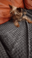 Yorkshire Terrier rests and plays on blanket in Burgas