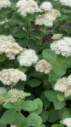 The video displays a close-up view of a bush covered in white and off-white fluffy flowers, with dark green leaves. Some of the flower clusters are fully bloomed, appearing soft and feathery, while others are in bud form, showing small white spheres. There is a dark insect, possibly a bee, visible on one of the flower clusters. The lighting suggests it is daytime, with natural light illuminating the plant. The background is blurred, keeping the focus on the flowering bush.